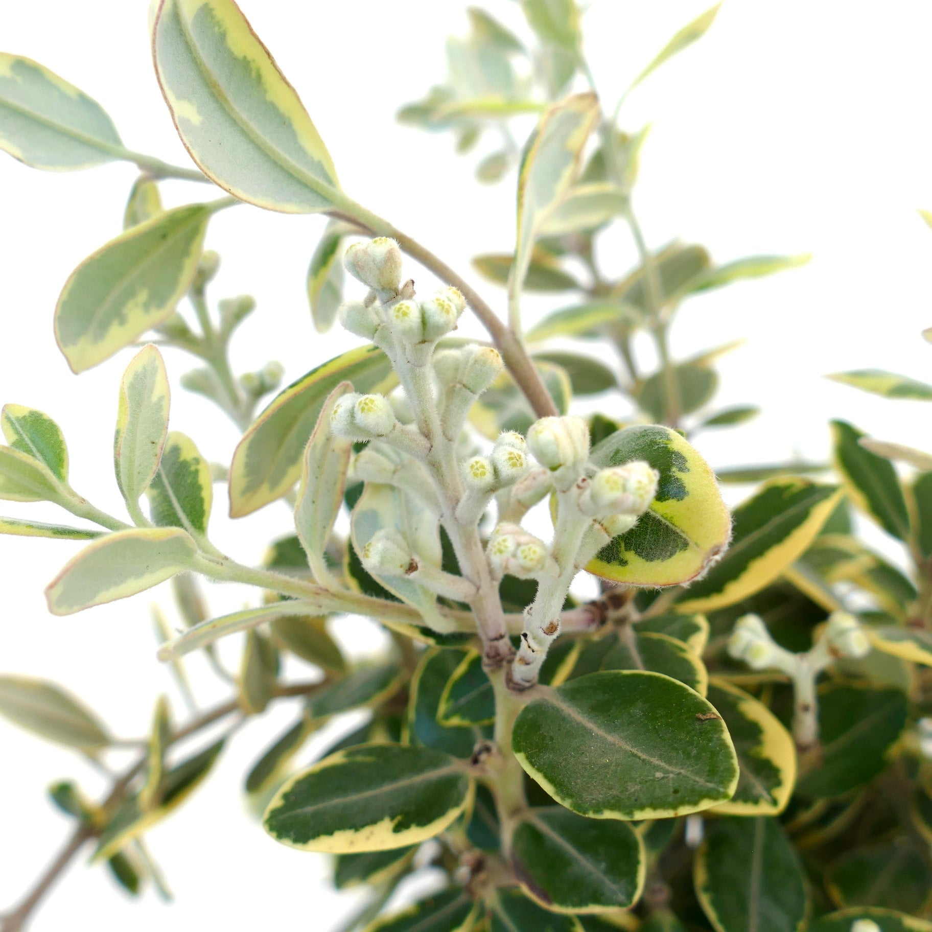 クリーミーイエローの縁取りとふわふわの花芽を持つメトロシデロス・エクセルサの斑入り葉