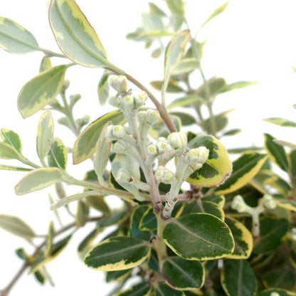 クリーミーイエローの縁取りとふわふわの花芽を持つメトロシデロス・エクセルサの斑入り葉