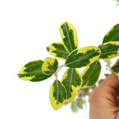 メトロシデロス・エクセルサの斑入り葉、緑色の中心部と鮮やかな黄色の縁のクローズアップ