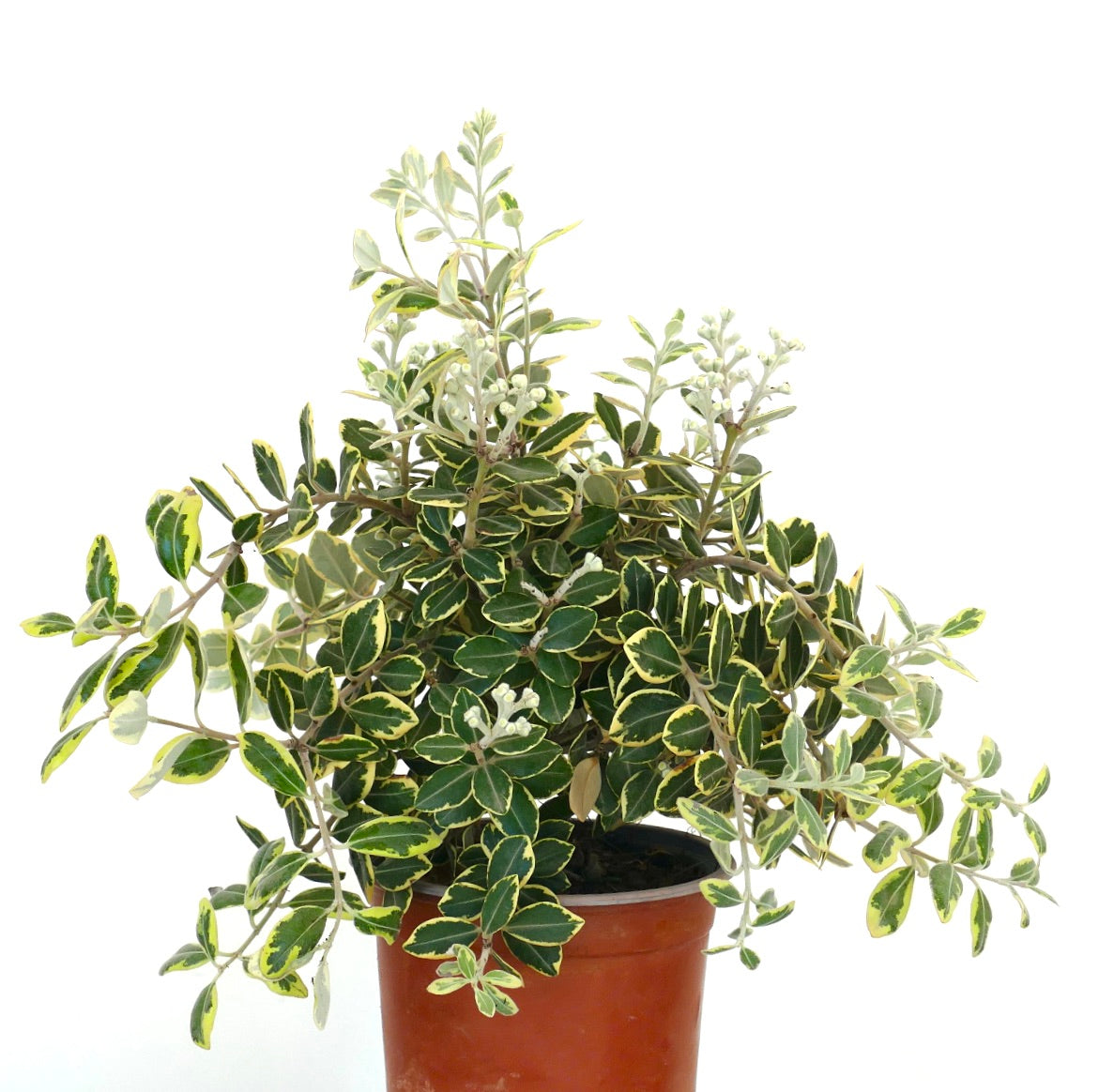 緑色と黄色の縁取りの葉を持つメトロシデロス・エクセルサ斑入り低木、鉢植え