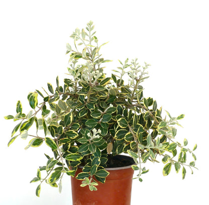 緑色と黄色の縁取りの葉を持つメトロシデロス・エクセルサ斑入り低木、鉢植え