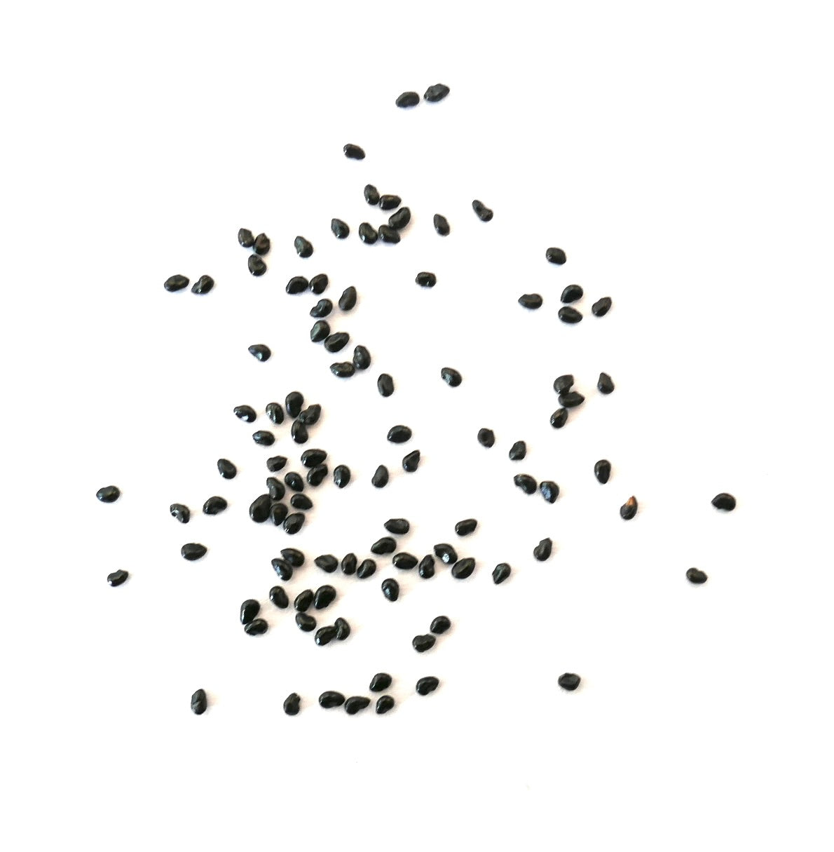 Micranthocereus auri-azureus kleine zwarte cactuszaden verspreid op een witte achtergrond