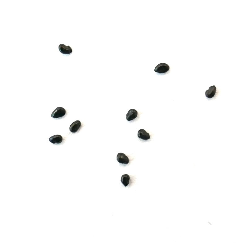 Micranthocereus auri-azureus kleine zwarte cactuszaadjes op witte achtergrond