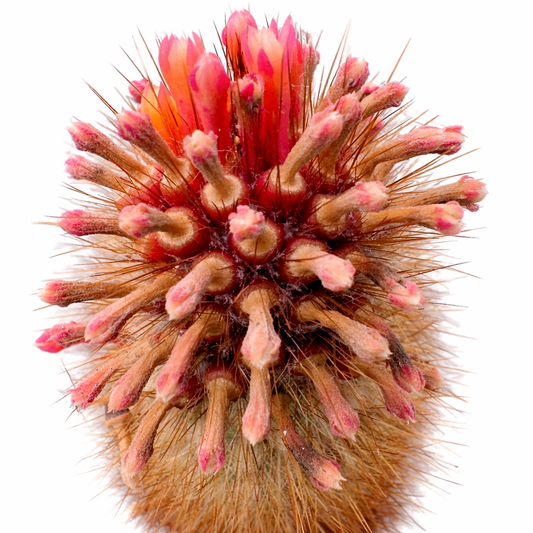 Micranthocereus densiflorus Kaktus mit dichten Dornen und lebhaften rosa Blütenknospen Nahaufnahme