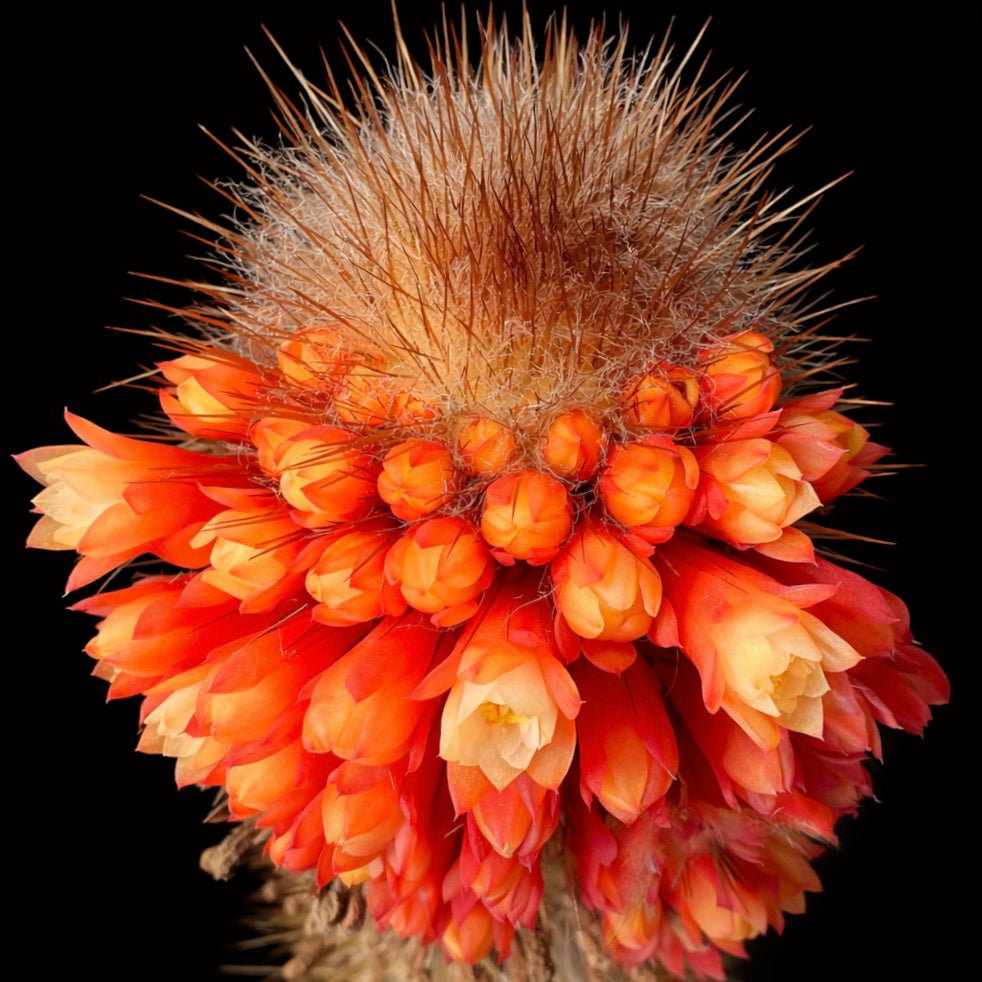 Micranthocereus flaviflorus ZADEN