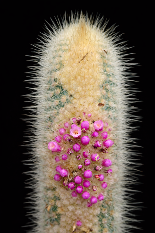 Micranthocereus streckeri HU908 ZADEN