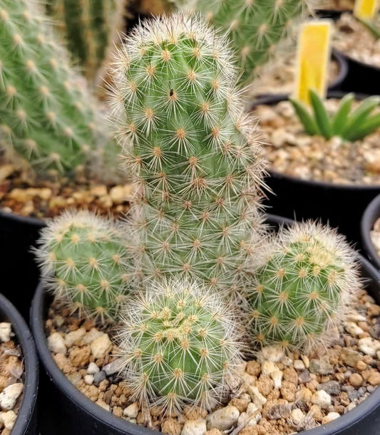 Mila pugionifera small green cactus with dense white spines and clustered growth