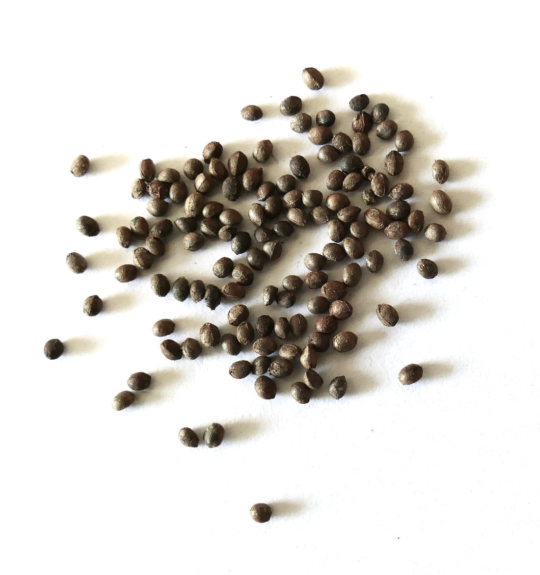 Milicia excelsa SEEDS | Premium Quality Seeds for Thriving Growth