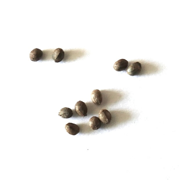 Milicia excelsa SEEDS | Premium Quality Seeds for Thriving Growth