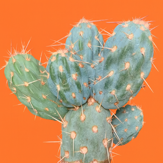 Miqueliopuntia miquelii raro cactus succulento blu-verde con spine lunghe e appuntite su sfondo arancione