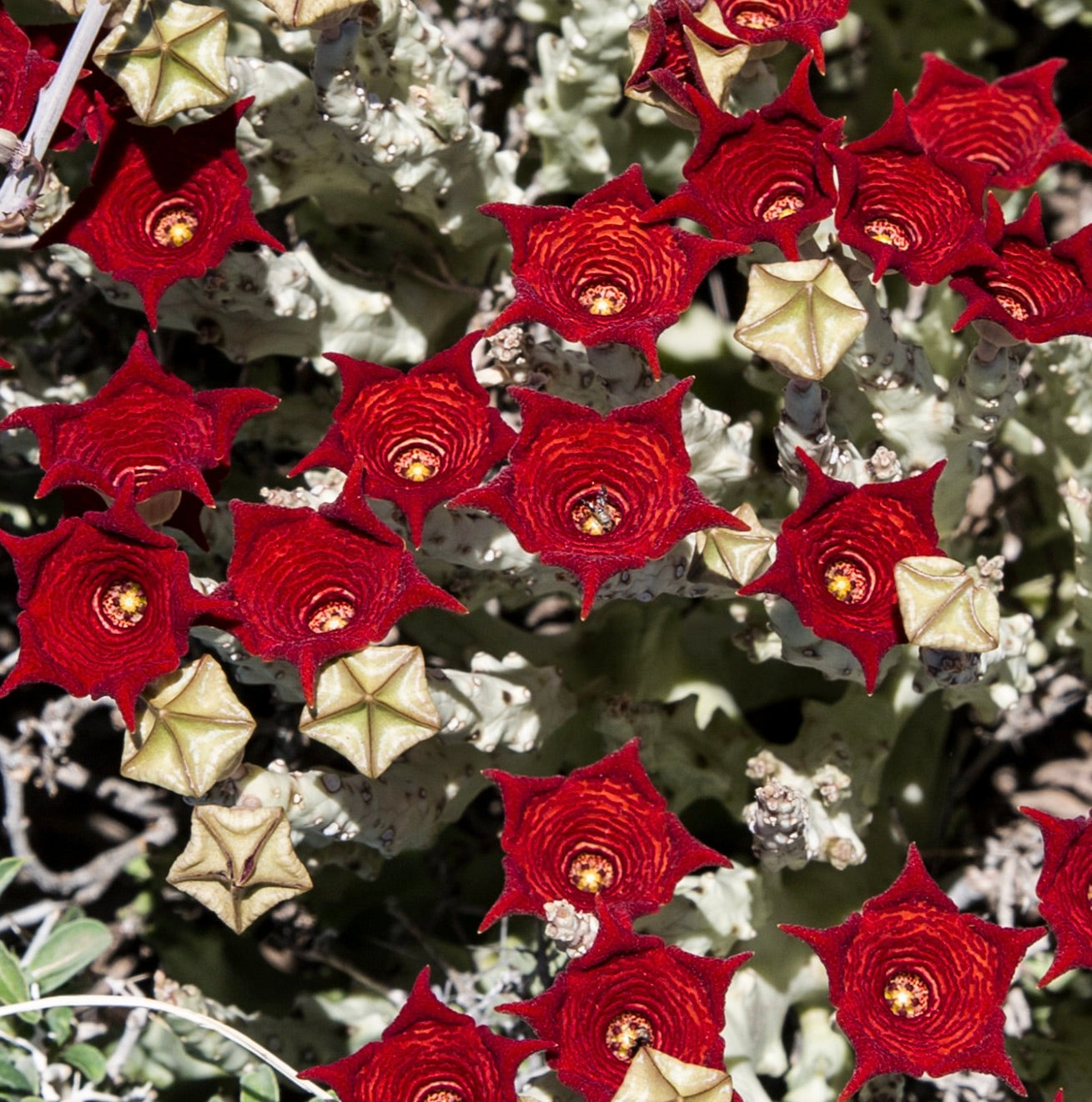 โมนอลลูมา โซคอโตรานา ต้นไม้เนื้อเยื่ออวบน้ำที่มีดอกสีแดงรูปดาวและลำต้นสีเขียวอ่อน