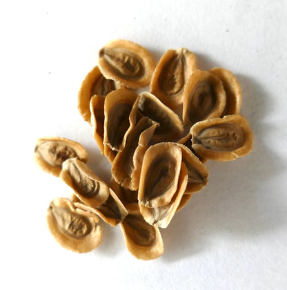 بذور مونولومة سقطرانية الجافة البنية مع أخاديد ملموسة لتكاثر العصاريات