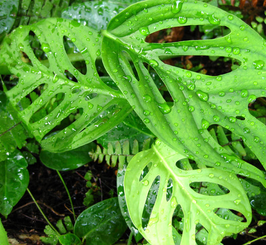 Monstera obliqua