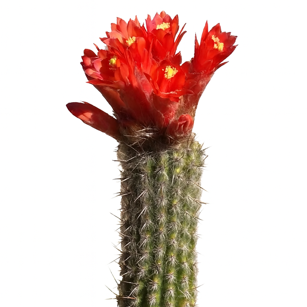 Morawetzia doelziana cactus with vibrant red flowers and sharp spines on green stem