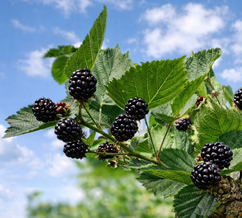 Reife Morus nigra Schwarze Maulbeerfrüchte mit grünen gezackten Blättern am Zweig