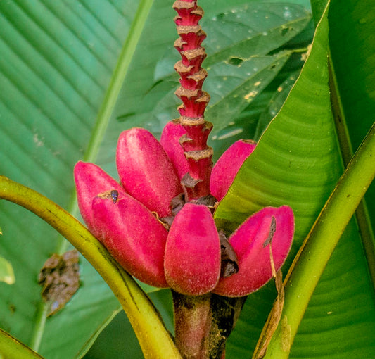 Musa velutina bright pink fuzzy fruit cluster with large green tropical leaves background