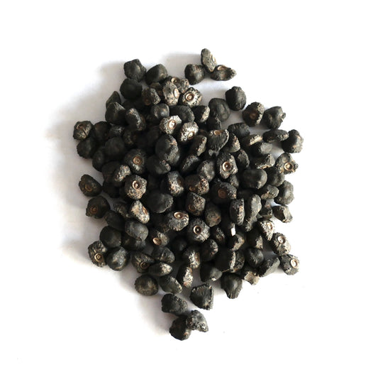 Musa velutina dark brown rough-textured seeds for rare tropical plant propagation