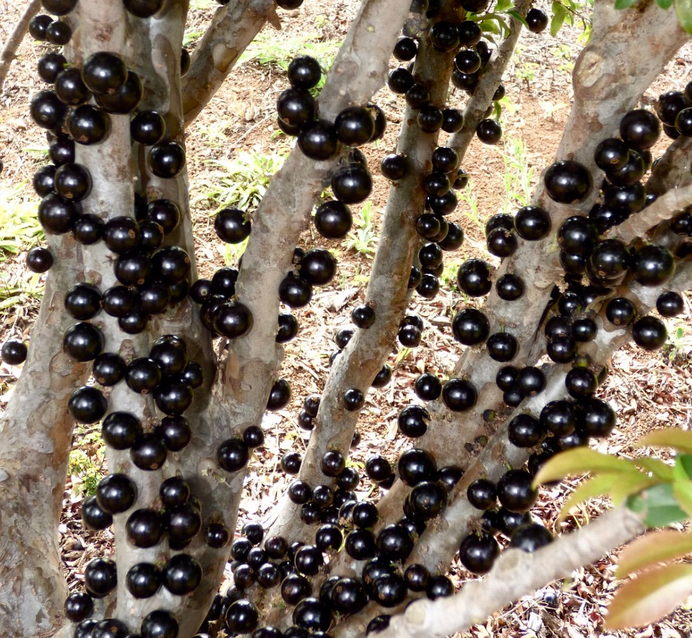 ต้น เมอร์เซียเรีย คอลิฟลอรา ที่มีผลไม้กินได้สีม่วงเข้มเป็นมันเงาจำนวนมากเติบโตบนกิ่งก้านที่มีเปลือกสีเทาเนียน