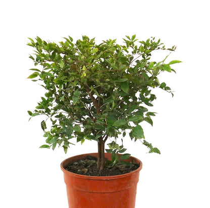 Myrciaria cauliflora lite tre i potte med tett grønt løvverk og trevlete stammer