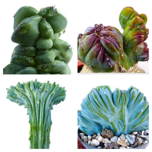 Four different Myrtillocactus geometrizans CRESTED FORMS plants all pictured in white background