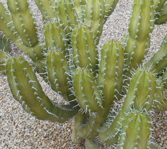 Myrtillocactus eichlamii succulent cactus with elongated green stems and white spines