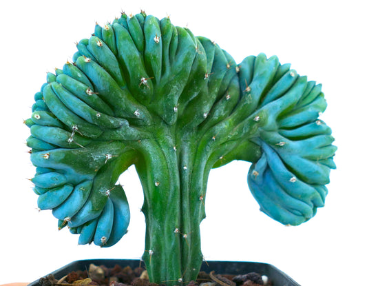 Myrtillocactus geometrizans suculenta rara con cresta y tallos segmentados azul verdosos