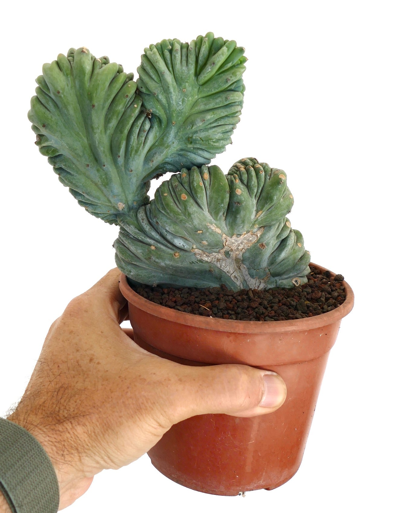 Myrtillocactus geometrizans sukkulent kaktus med kamformede, vifteformede grønne stilker i potte