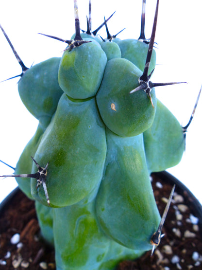 Myrtillocactus geometrizans cv FUKUROKURYUZINBOKU 5-15cm