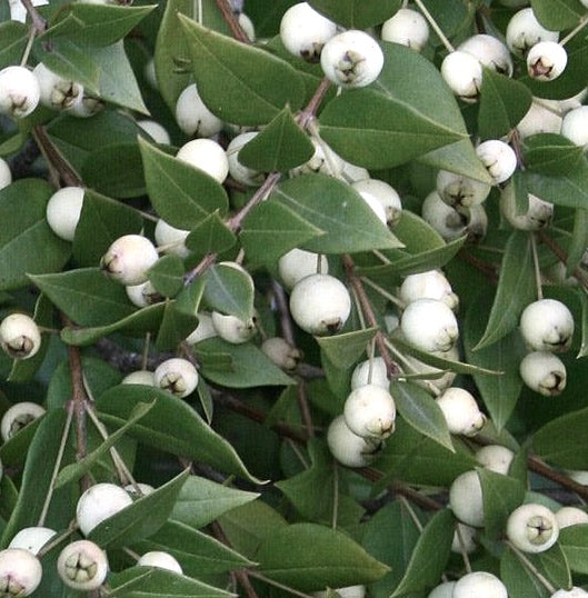 Myrtus communis dense foliage with abundant round white berries and glossy green leaves