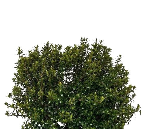 Myrtus communis var. microphylla dense green foliage shrub with small glossy leaves