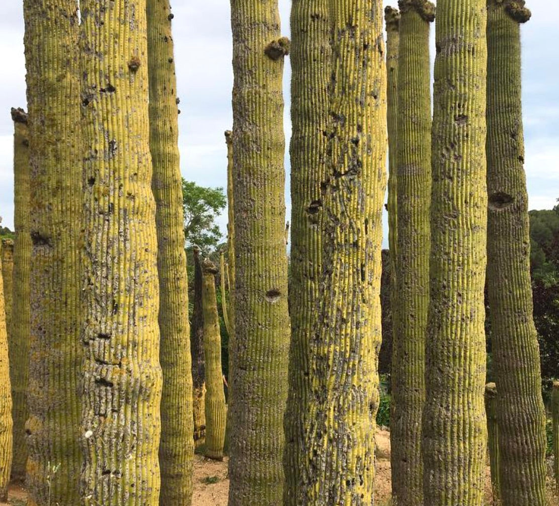 Neobuxbaumia polylopha tall columnar cactus with ribbed yellow-green stems and rough texture