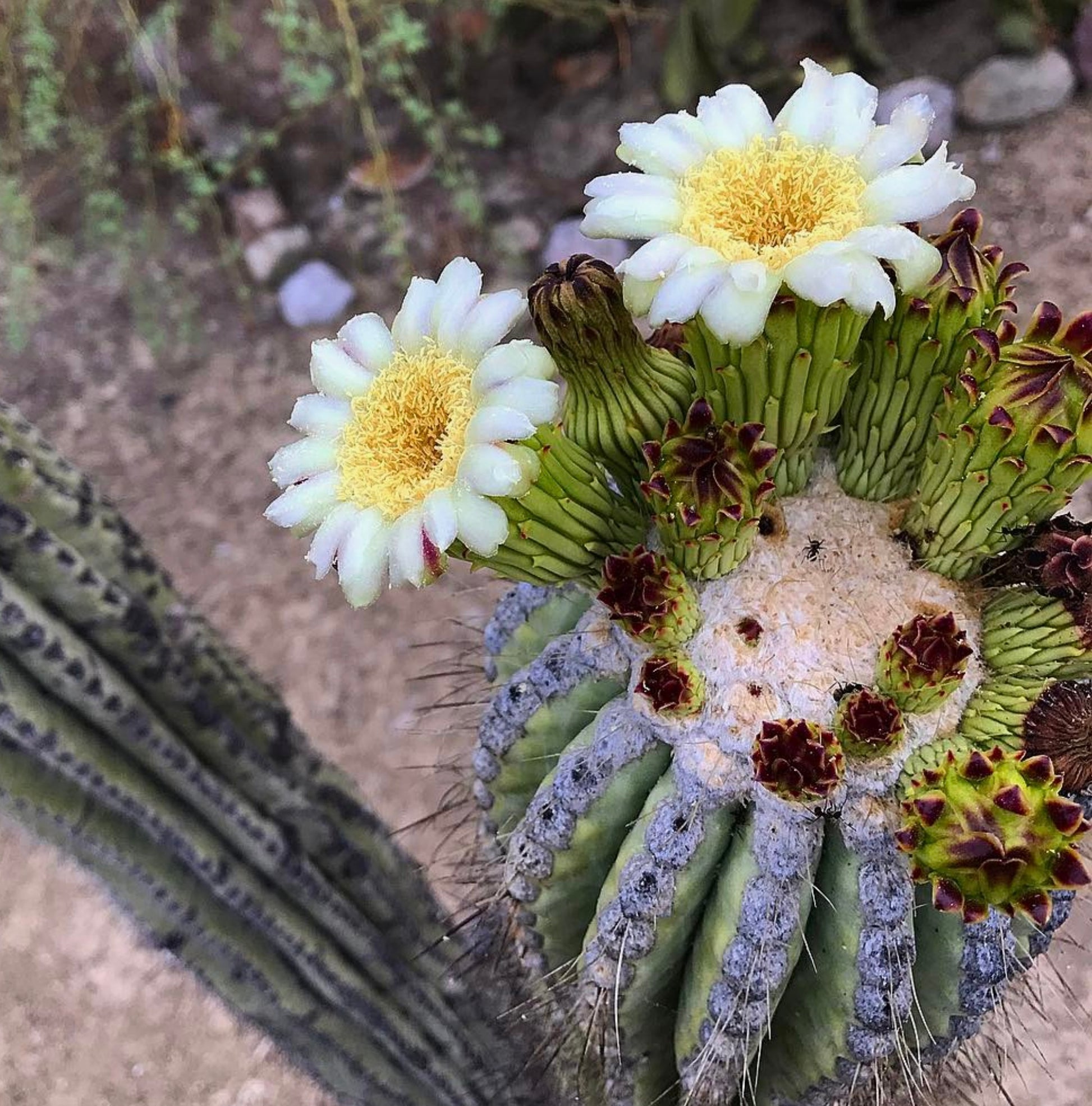 Neobuxbaumia tetetzo cactus with blooming white and yellow flowers and ribbed green stem