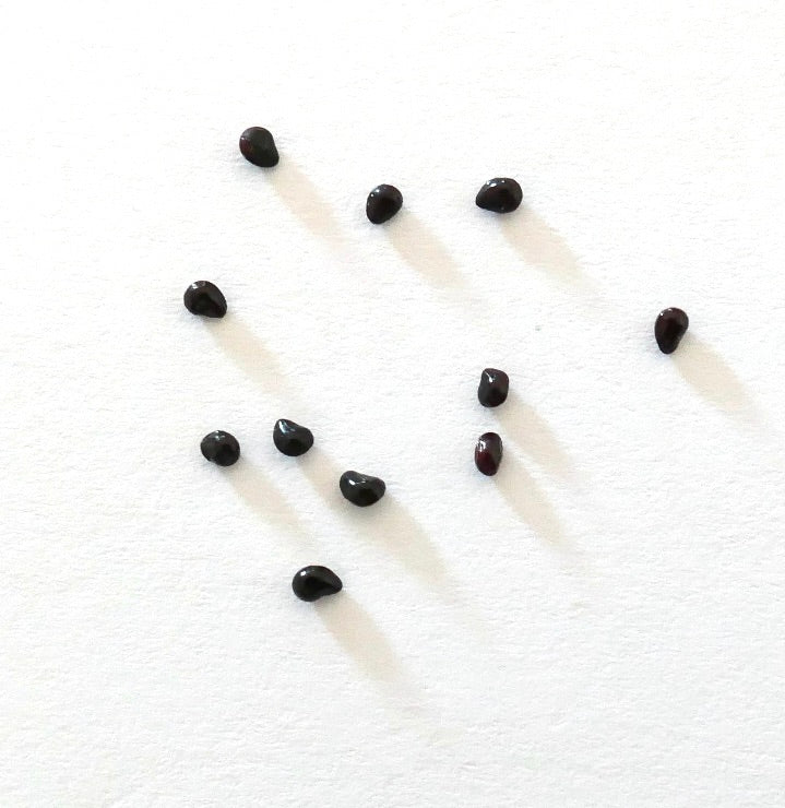 Graines de cactus Neobuxbaumia tetetzo dispersées sur fond blanc pour la propagation