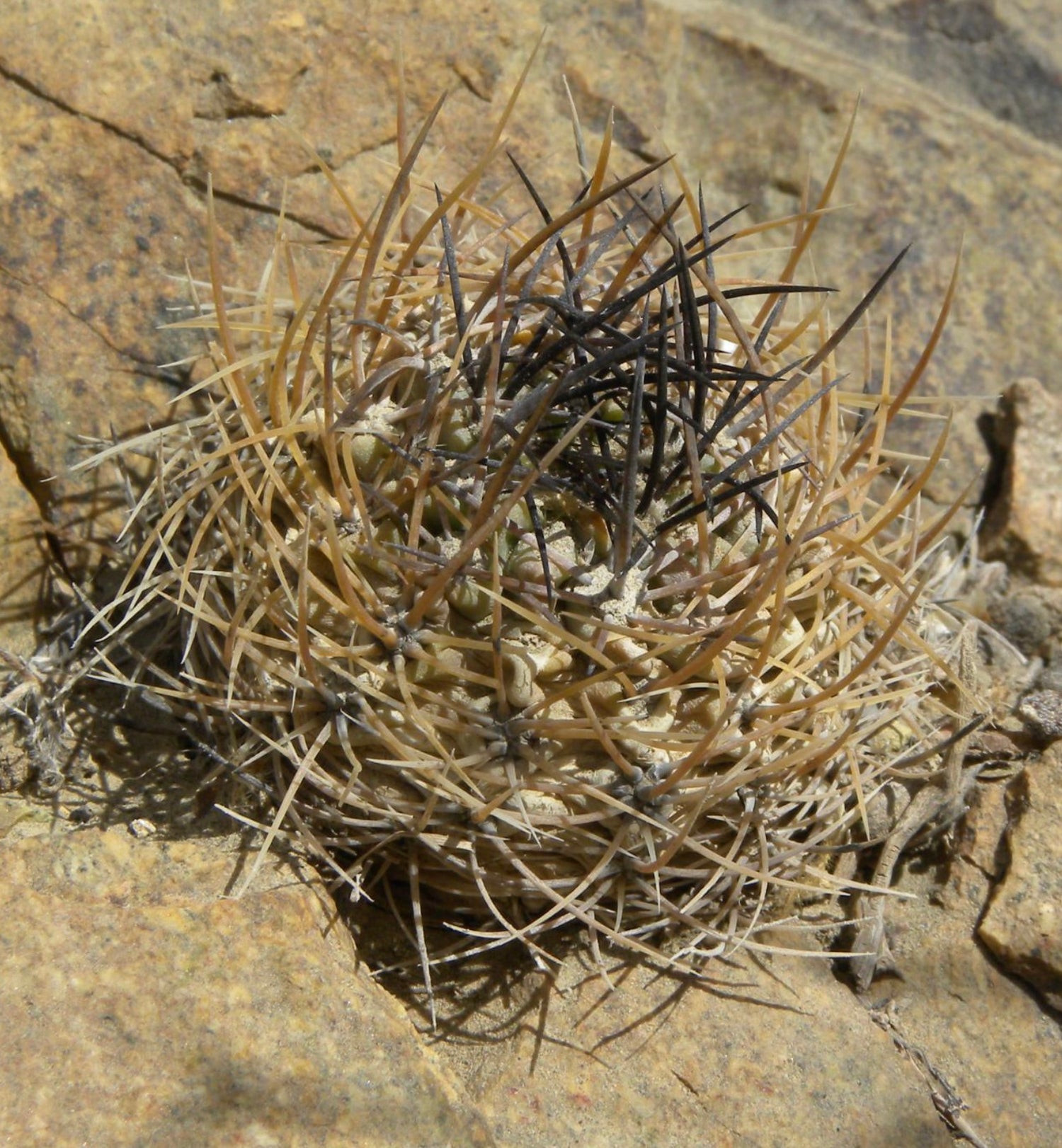 Neochilenia neohankeana var flaviflora small round cactus with dense brown and black spines on rocky soil