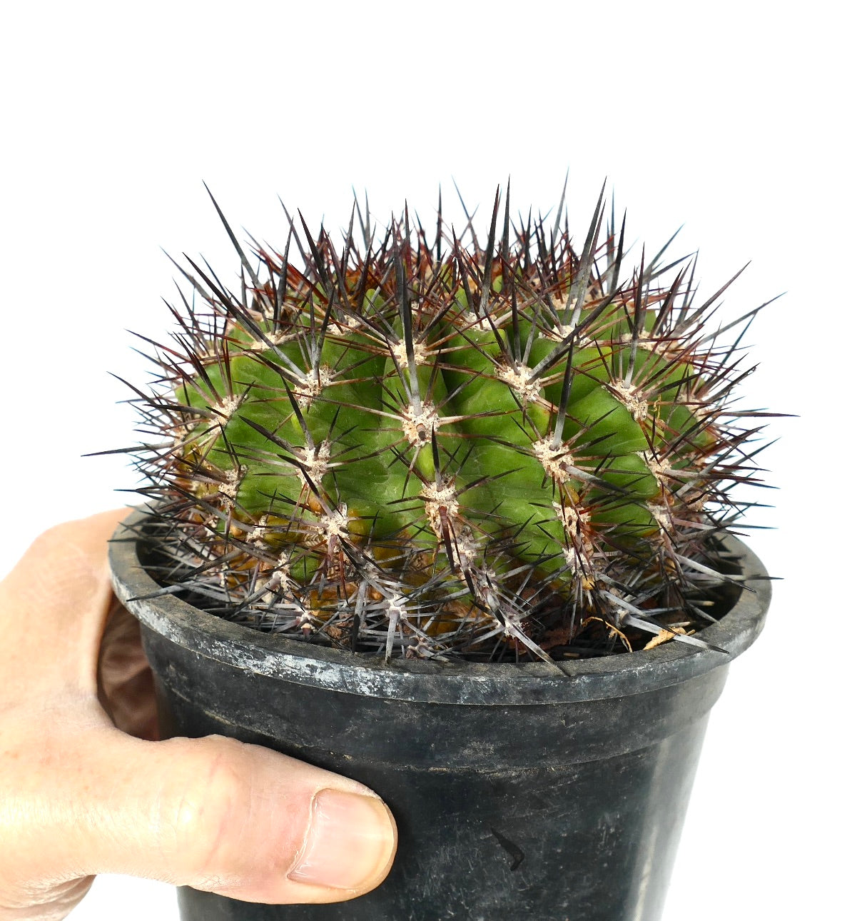 Neochilenia แคสทาเนีย กระบองเพชรกลมขนาดเล็กมีหนามยาวสีเข้มหนาแน่นในกระถางสีดำ