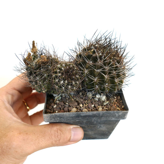 Neochilenia crispa CLUSTER MT7