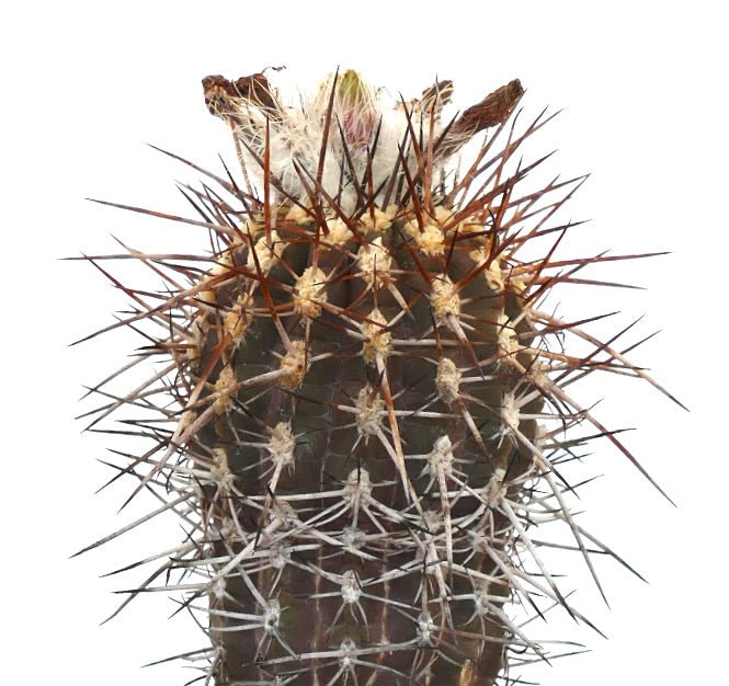 نيوشيلينيا هاينريكيانا صبار نادر بأشواك طويلة كثيفة بنية وبيضاء