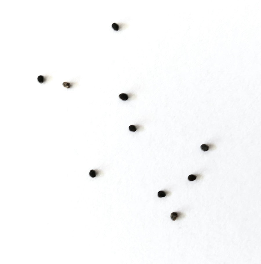 Neochilenia heinrichiana var. deherdtiana rare succulent seeds on white background