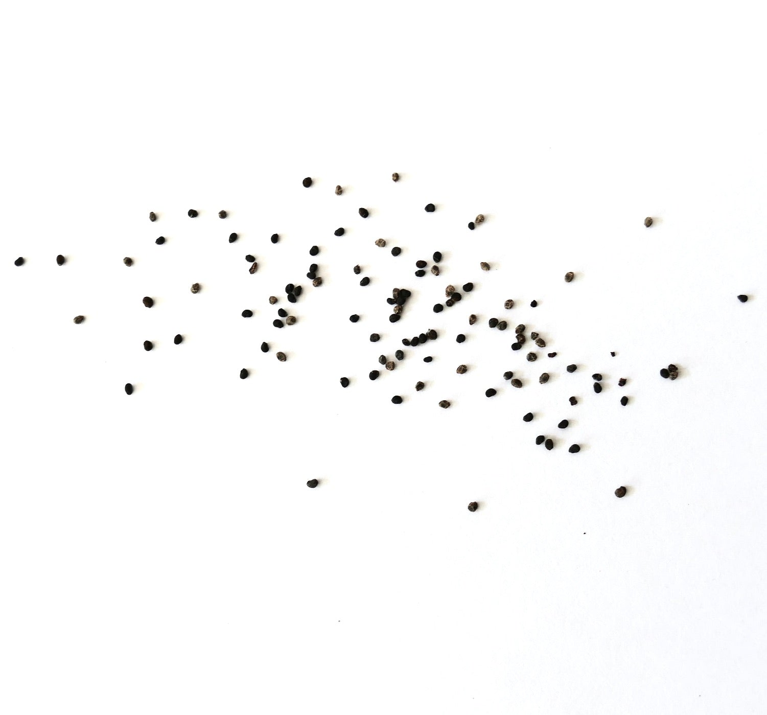 Neochilenia heinrichiana var. deherdtiana small dark plant seeds scattered on white background