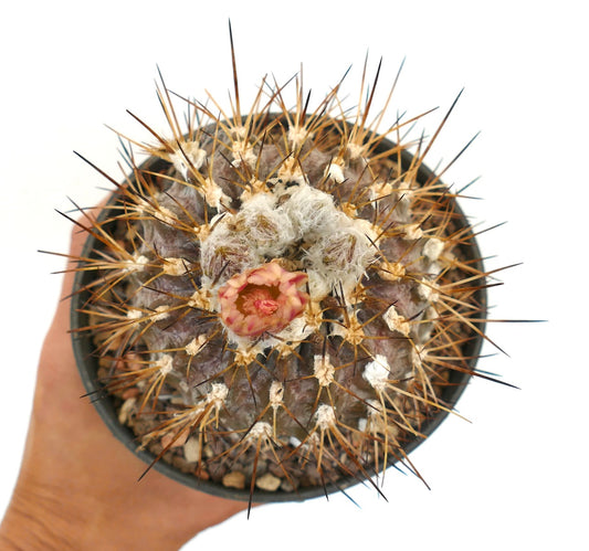 Neochilenia huascensis sjelden kaktus med tette torner og liten rosa blomsterknopp i potte