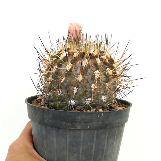 Neochilenia huascensis sjelden kaktus med tette, lange pigger og liten rosa blomsterknopp i potte