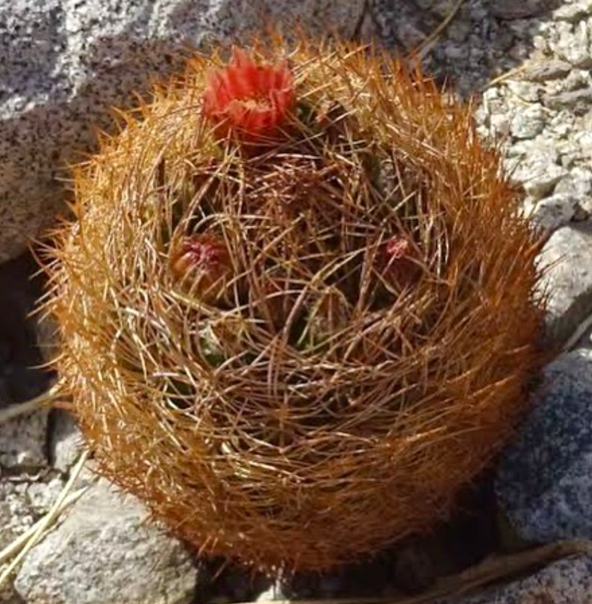 Neochilenia kunzei liten rund kaktus med tette gyldne pigger og røde blomster som vokser på steinete grunn