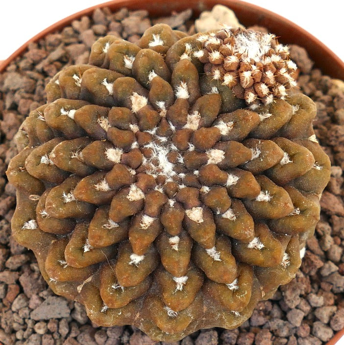 نيوشيلينيا أوكولتا صبار عصاري بني نادر بأرولات صوفية ونمو متجمع