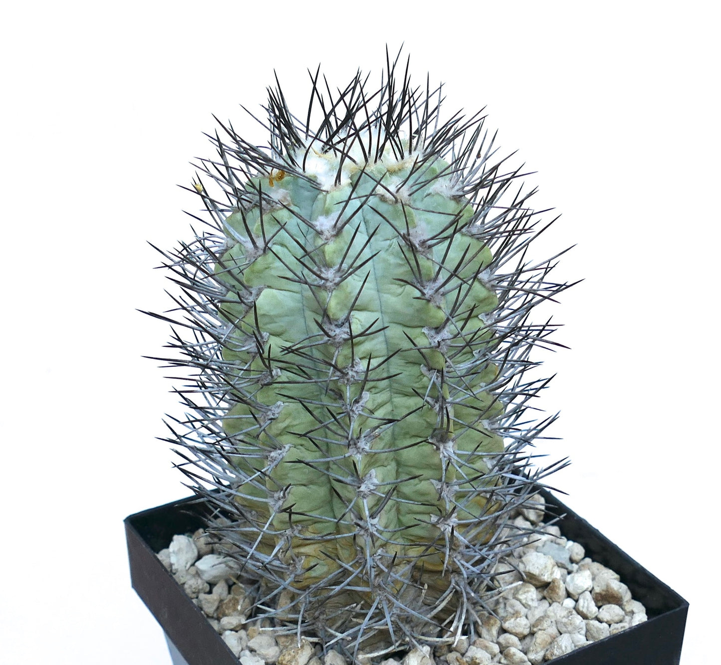 نيوتشيلينيا باوسيكوستاتا نبتة صبار نادرة عصارية ذات أشواك كثيفة وأضلاع ذات لون أخضر مزرق في وعاء