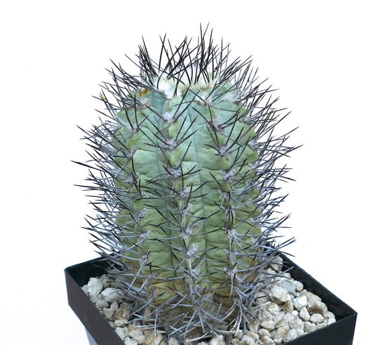 نيوتشيلينيا باوسيكوستاتا نبتة صبار نادرة عصارية ذات أشواك كثيفة وأضلاع ذات لون أخضر مزرق في وعاء