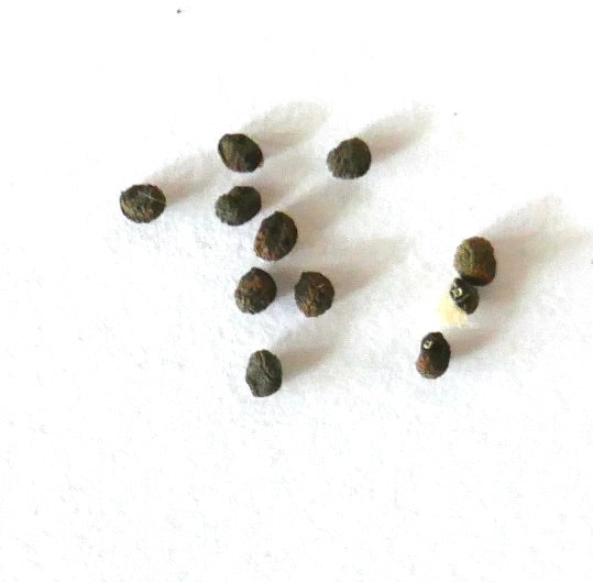 Neochilenia paucicostata var. viridis kleine donkere succulentzaden op witte achtergrond