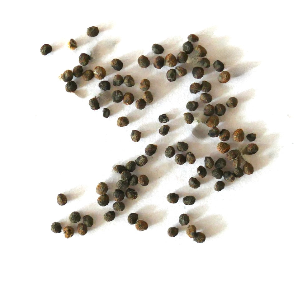 Neochilenia paucicostata var. viridis kleine ronde vetplantzaden verspreid op witte achtergrond