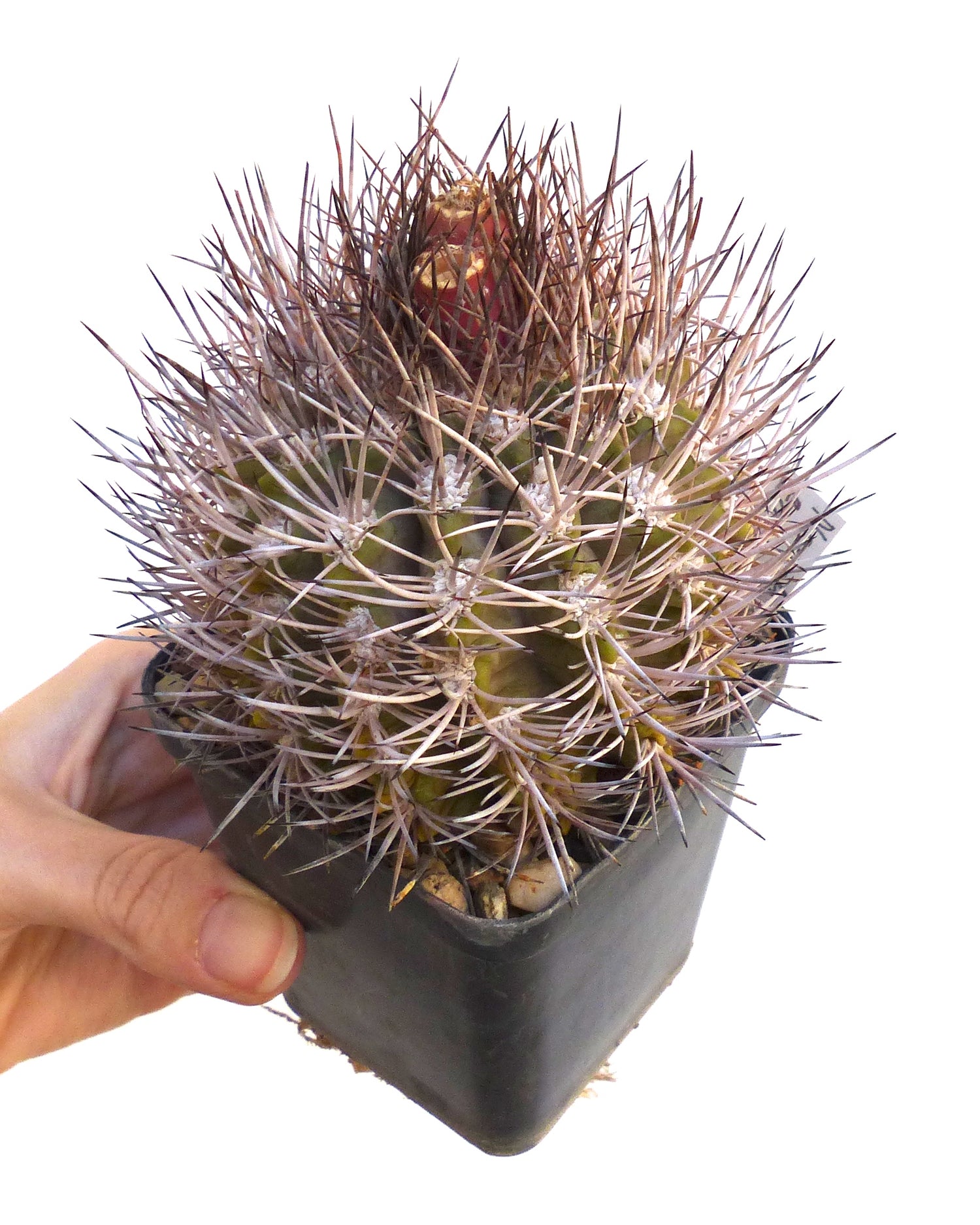 เนโอโชลีเนีย ทัลทาเลนซิส แคคตัสพันธุ์หายากมีหนามยาวแน่นและผลเล็กสีแดงในกระถางสีดำ