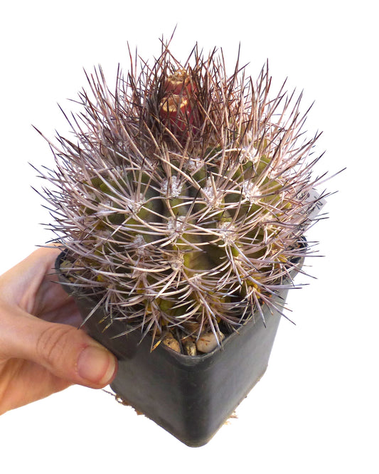 نيوشيلينيا تالتالينسيس صبار نادر بأشواك كثيفة طويلة وثمرة حمراء صغيرة في إناء أسود