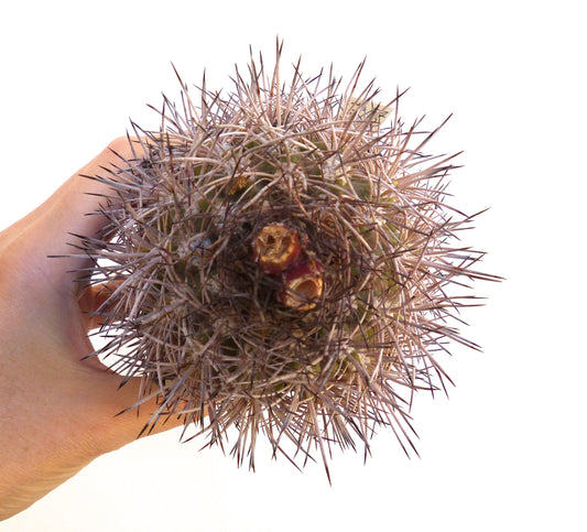 نيوشيلينيا تالتالينسيس نبتة صبار عصارية نادرة ذات أشواك طويلة كثيفة وبقايا ثمرة جافة